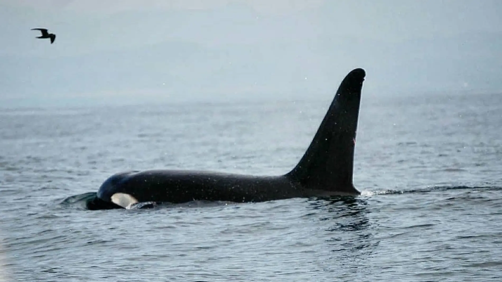 ballenas en aguas mazatlecas